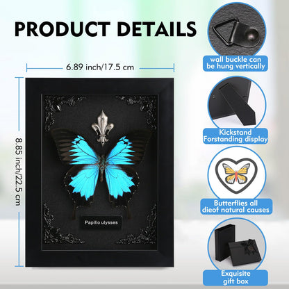 Real Butterfly Framed Taxidermy