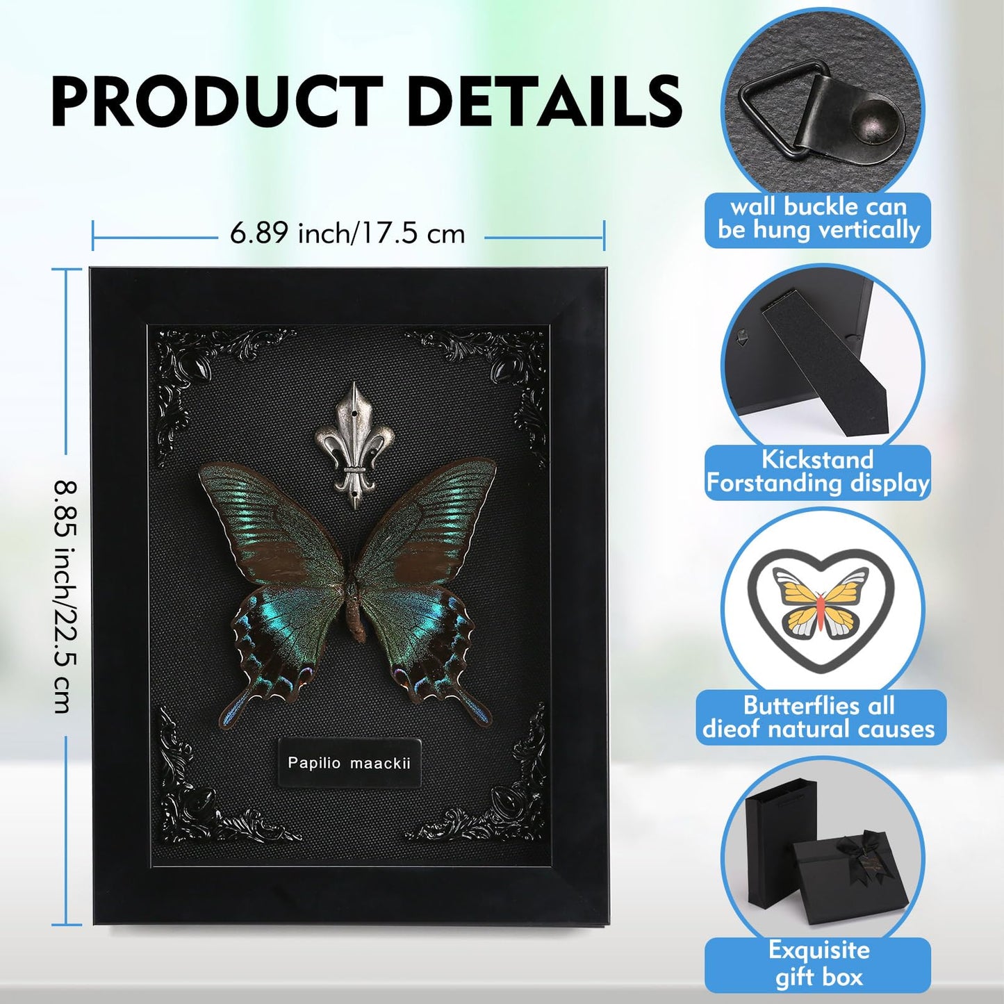 Real Butterfly Framed Taxidermy