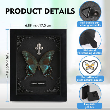 Real Butterfly Framed Taxidermy