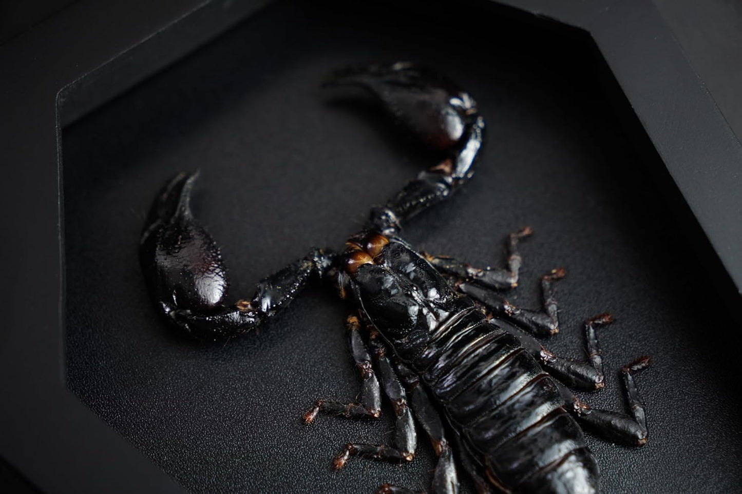 Scorpion in Coffin Frame