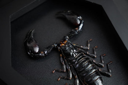Scorpion in Coffin Frame